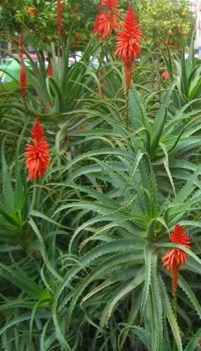 Aloe capensis